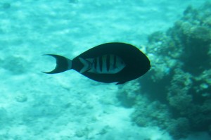 Port Ghalib barriera