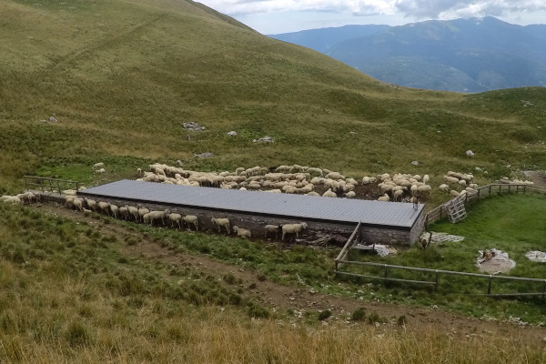 Pecore alla Casera Pian dei Fioc